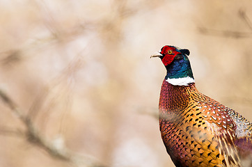 Image showing Pheasant