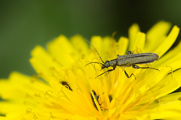 Image showing Bug