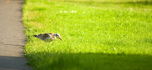 Image showing Gull