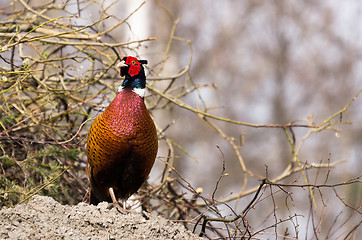 Image showing Pheasant