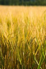 Image showing Wheatfield