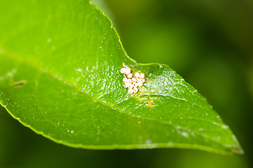 Image showing Bug eggs