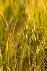 Image showing Wheatfield