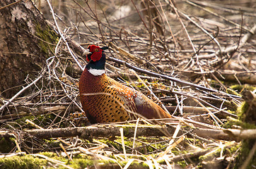 Image showing Pheasant