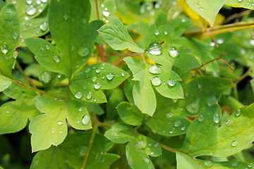 Image showing transparent drops of water on the green leaves