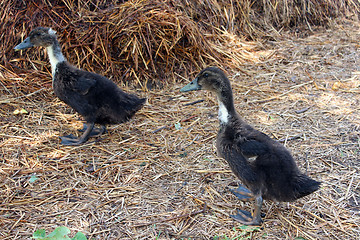 Image showing Flight of two ducks