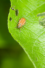 Image showing Beetle