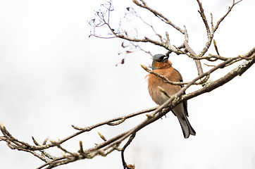 Image showing Fringilla coelebs