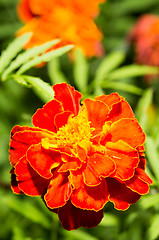 Image showing Marigold