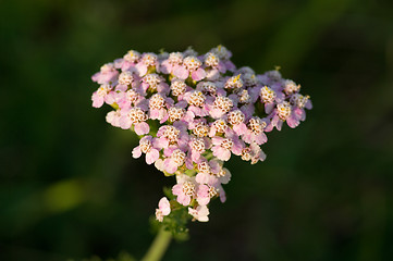 Image showing Flowers