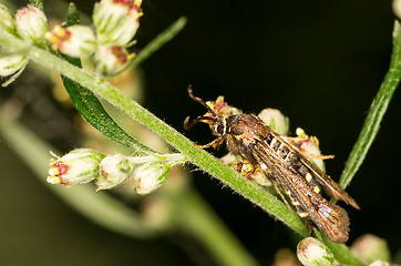 Image showing Butterfly