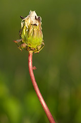 Image showing Dandelion