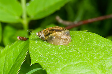 Image showing Gastropoda