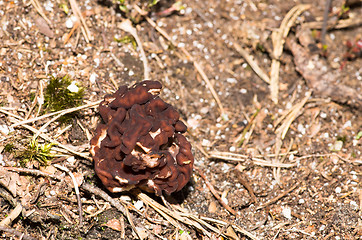 Image showing Gyromitra esculenta