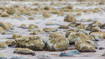 Image showing Big stones on Scottish coast landscape