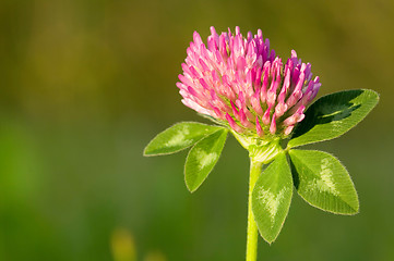 Image showing Clover