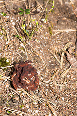 Image showing Gyromitra esculenta