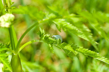 Image showing Lacewing