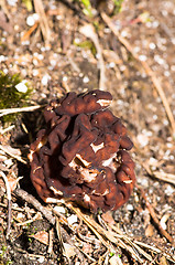 Image showing Gyromitra esculenta