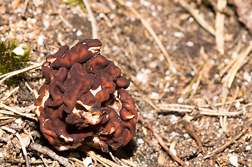 Image showing Gyromitra esculenta