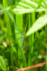 Image showing Lacewing