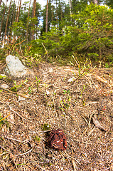 Image showing Gyromitra esculenta