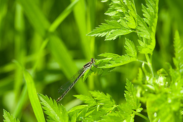 Image showing Dragonfly