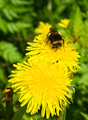 Image showing Dandelion