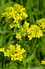 Image showing Yellow flowers