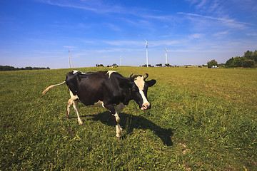 Image showing Cows grazing near wind turbines