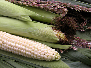 Image showing corn