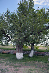 Image showing Pear tree in spring