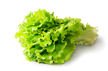 Image showing Fresh Green Lettuce