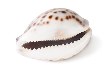 Image showing Tiger cowrie shell