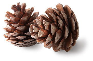 Image showing Two juniper cones