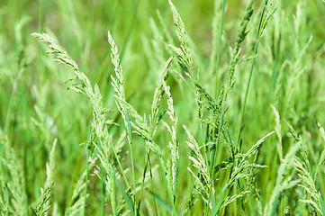 Image showing Juicy Green Grass