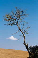 Image showing Nice autumn landscape with trees and blue sky