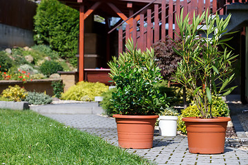 Image showing flowers in pot outdoor