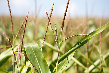 Image showing detail of green field of corn growing up