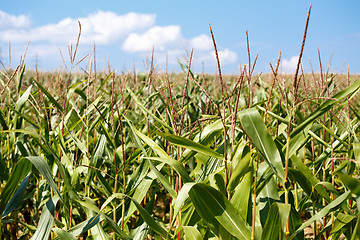 Image showing green field of corn growing up