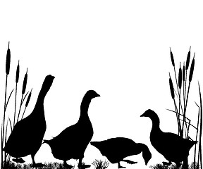 Image showing Reeds and goose silhouettes