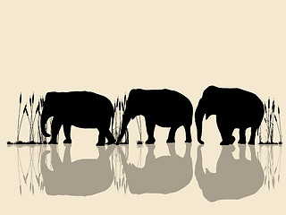 Image showing Elephants crossing water