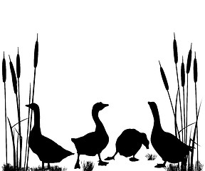 Image showing Goose and ducks silhouettes