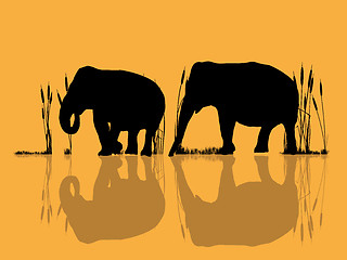 Image showing Elephants in the water