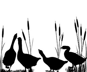 Image showing Goose and reeds silhouettes