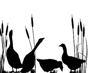 Image showing Goose silhouettes