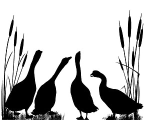 Image showing Gooses  silhouettes