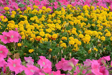 Image showing field of flowers