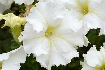 Image showing White flower