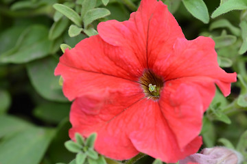 Image showing flower close-up